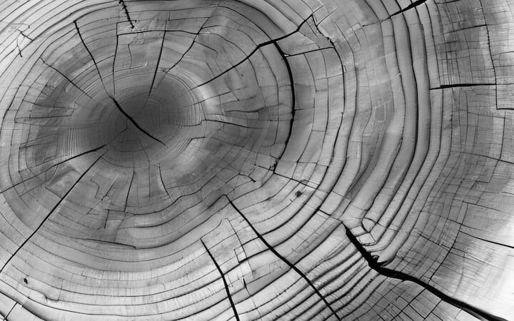 Rings of a tree stump
